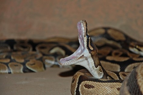 Image result for temple des pythons ouidah benin
